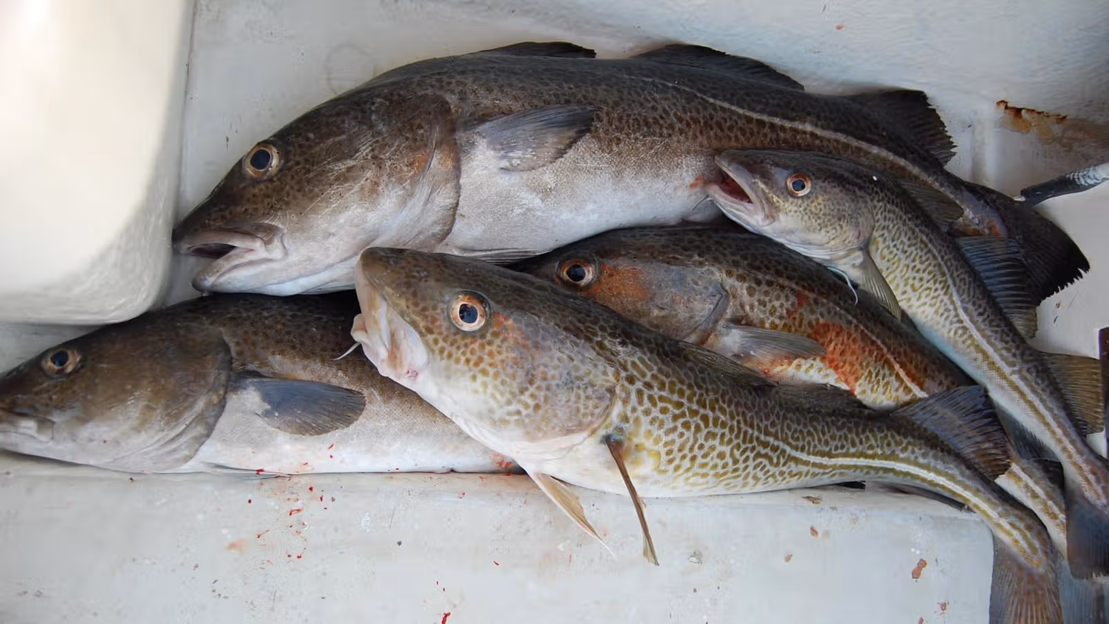Procon e Ipem orientam sobre cuidados na compra de pescados na Páscoa