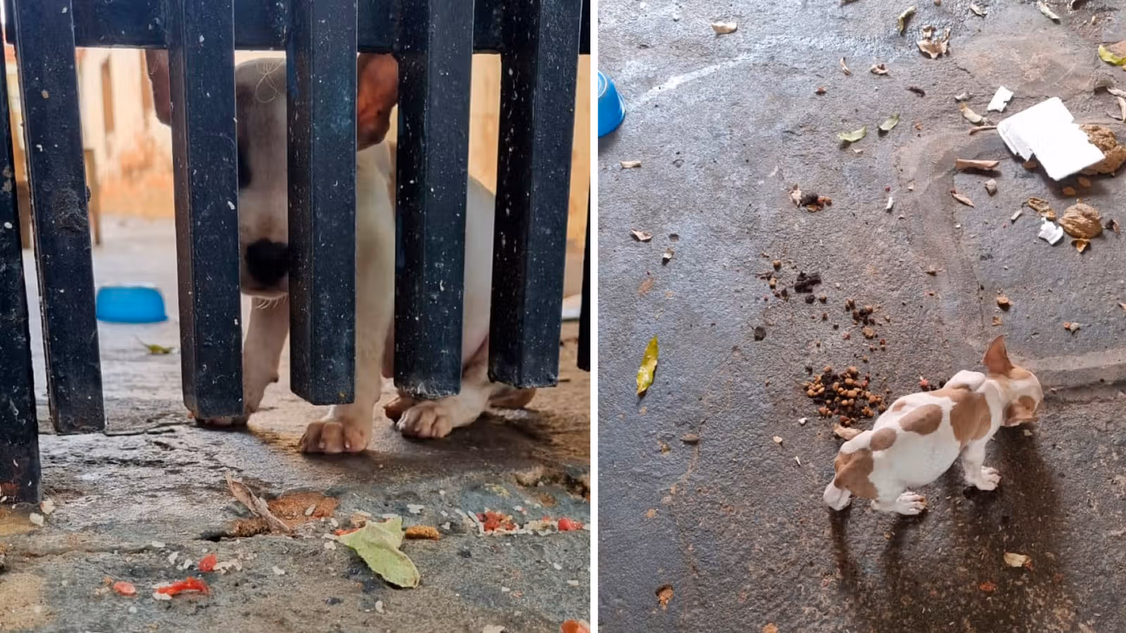 Açougueiro é preso em flagrante por maus-tratos contra cinco cães em S. J. Rio Preto (SP)