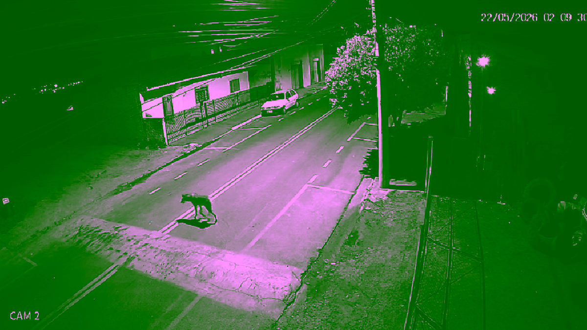 Lobo-guará é flagrado caminhando por ruas de Potirendaba (SP) durante a madrugada