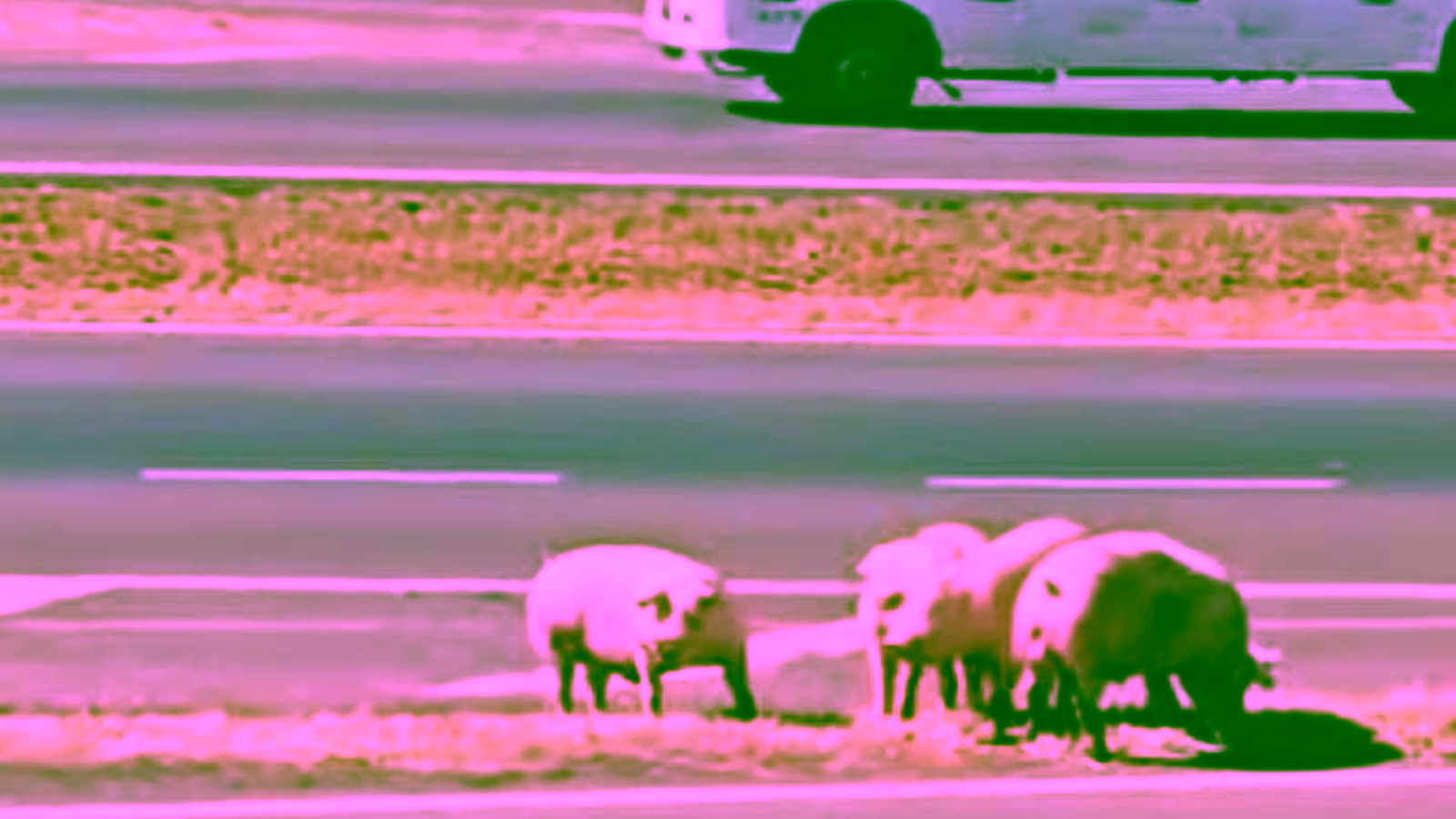Carreta carregada com porcos tomba na Washington Luís e interdita acesso à BR-153 em Rio Preto (SP)