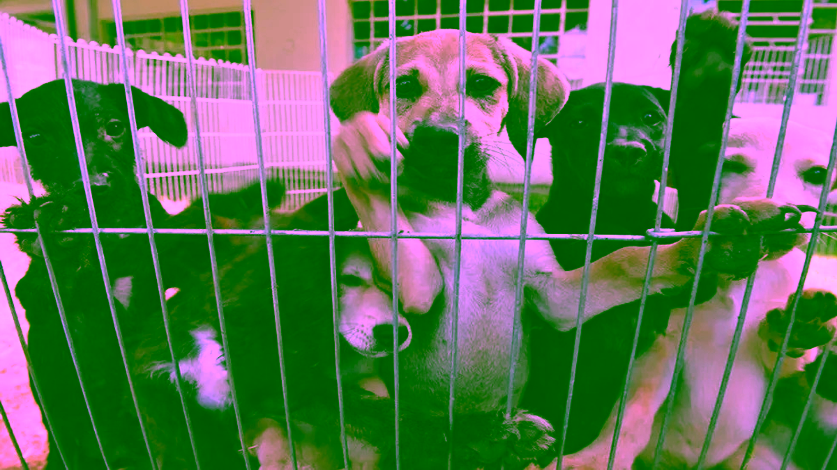 Castração gratuita de pets chega ao bairro Eldorado em Rio Preto (SP) neste sábado