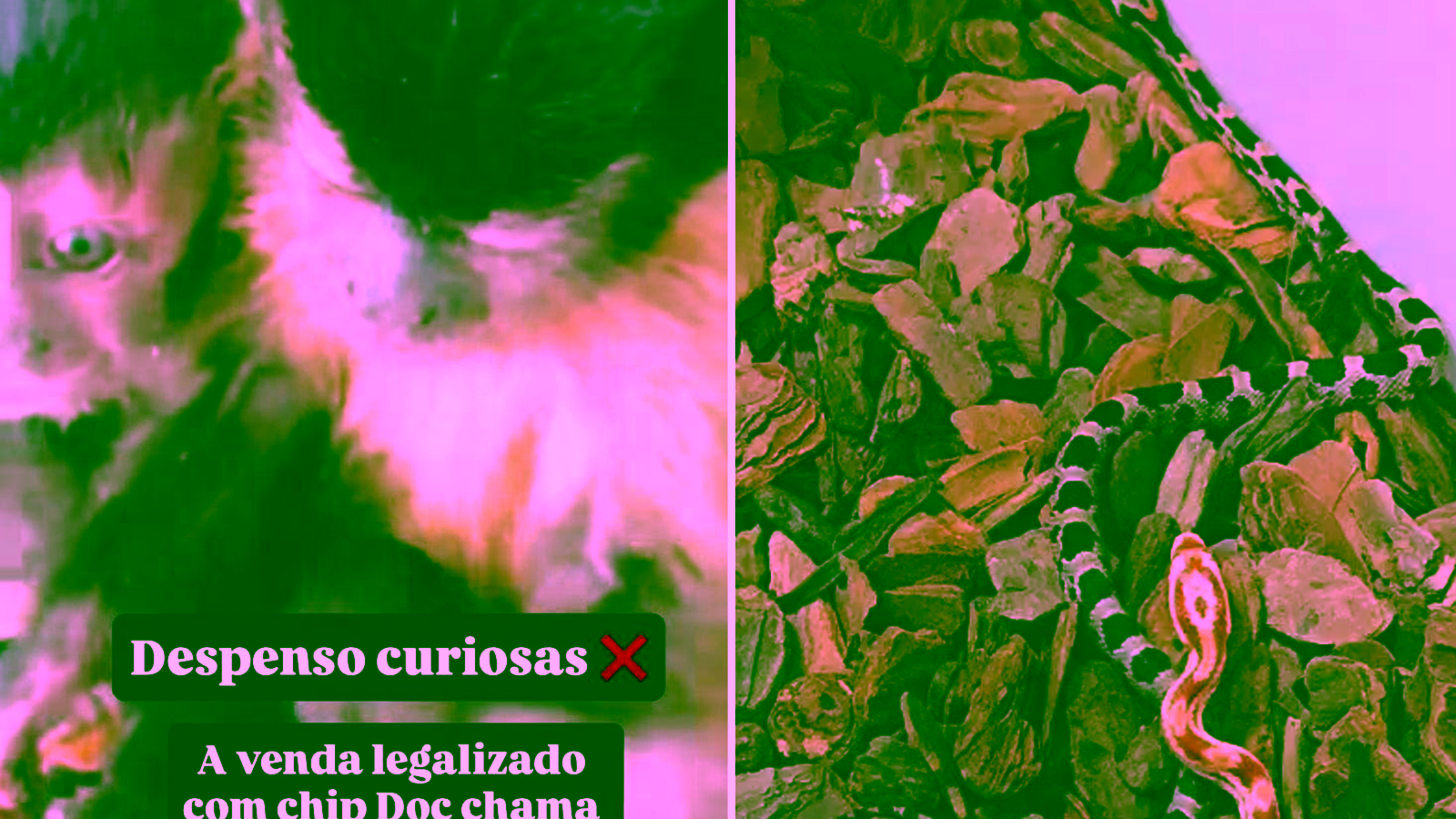 Mulher é investigada após anunciar venda de macaco-prego pela internet em Bady Bassitt (SP)