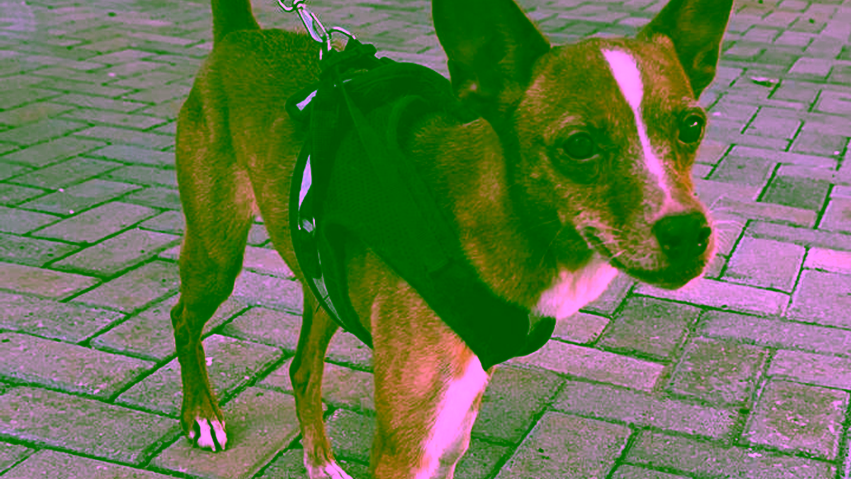 Melissa, a cachorrinha que venceu o abandono e agora procura um lar em Rio Preto (SP)