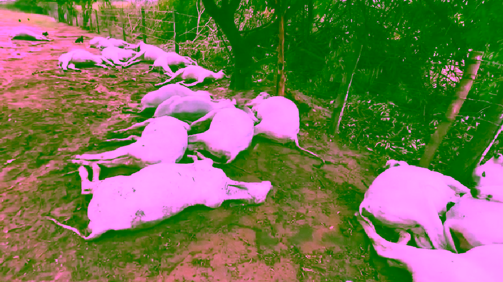 Temporal mata quase 40 cabeças de gado em Potirendaba (SP)