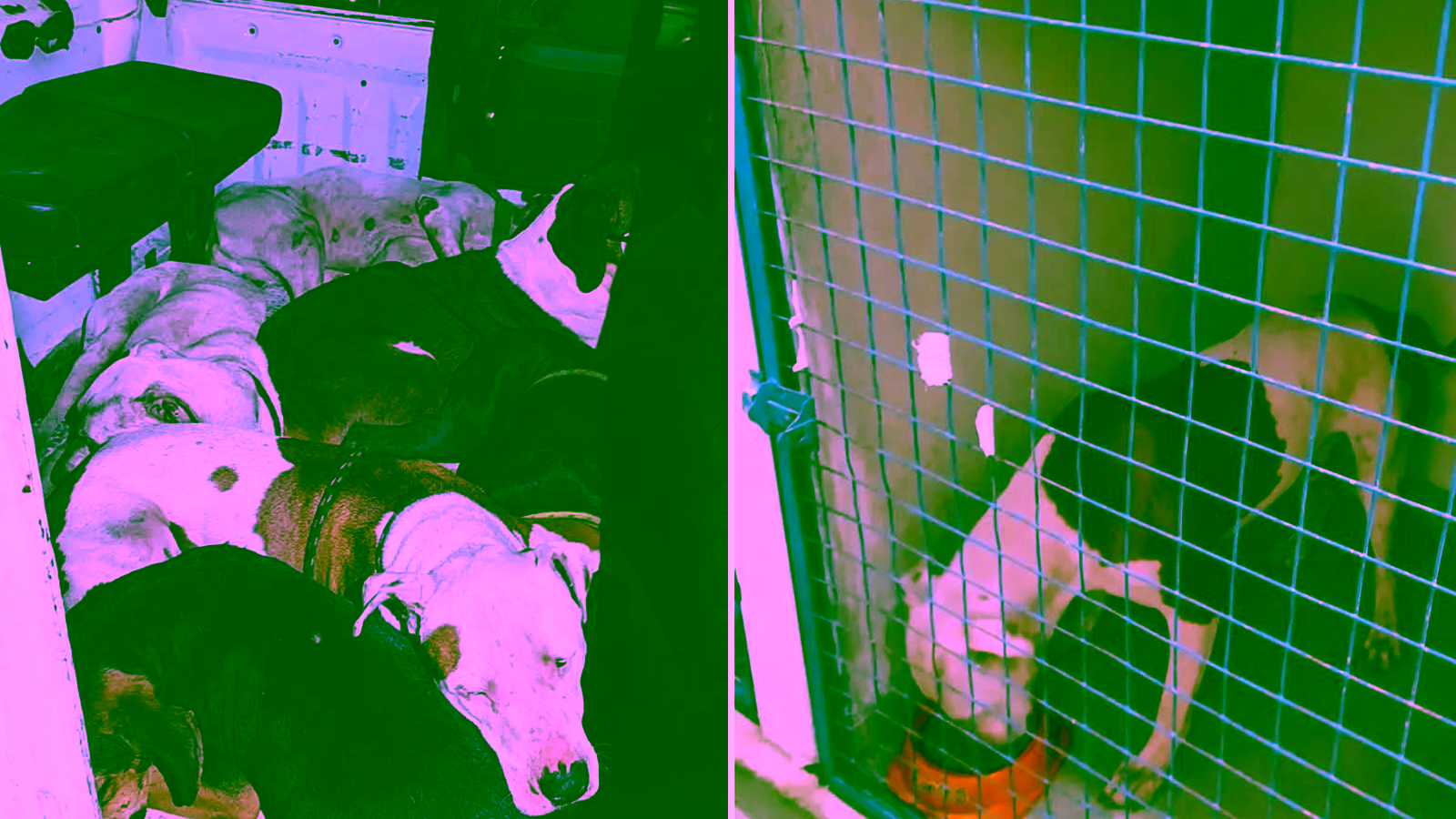 Cães resgatados de acidente entre Potirendaba e Ibirá recebem atendimento veterinário